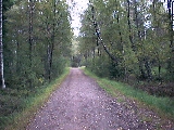 Path in the Forest